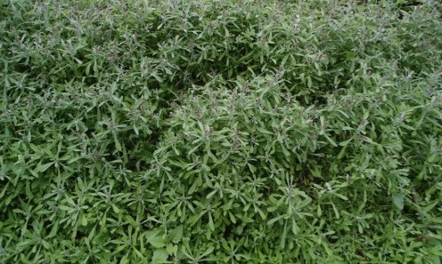 Rau khúc (Bài đọc hiểu tiếng Việt lớp 5 - đề số 21)